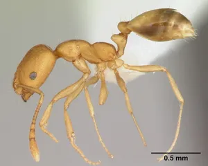 Faaraomuurahainen
