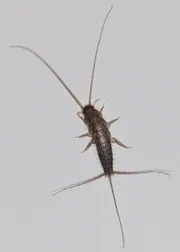Sokeritoukka