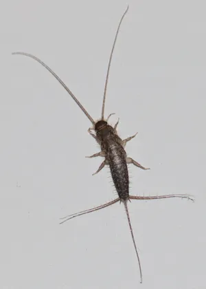 Sokeritoukka