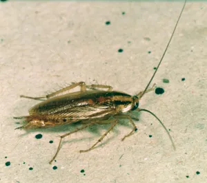 Torakka