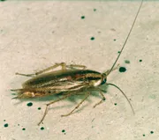 Torakka