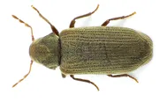 Tupajumi