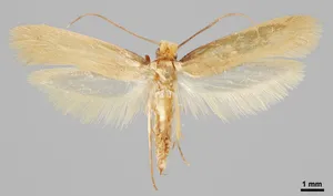 Vaatekoi