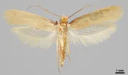 Vaatekoi